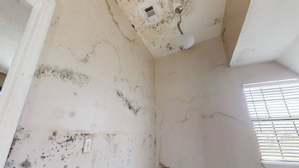 Best Environmental Consulting for Mold Prevention  in Princevle, IL